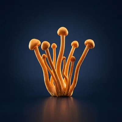 Cordyceps