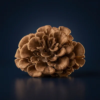 Maitake Mushroom
