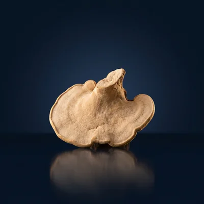Tiger Milk Mushroom